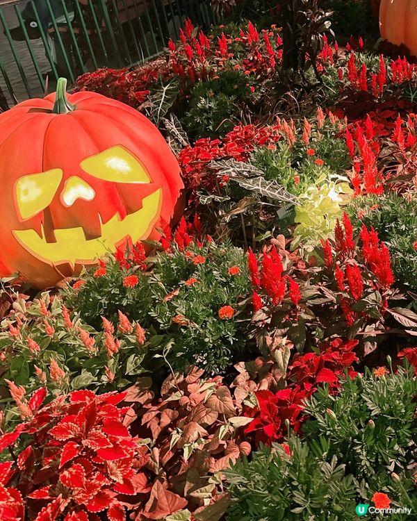 迪士尼快閃玩轉哈佬喂🎃