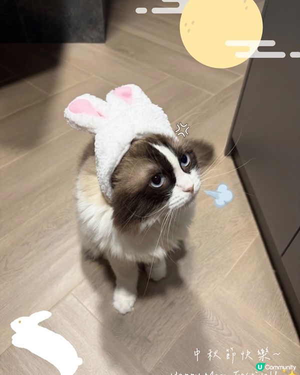 喵星人中秋拒絕營業！🐱🌕🐰🚫