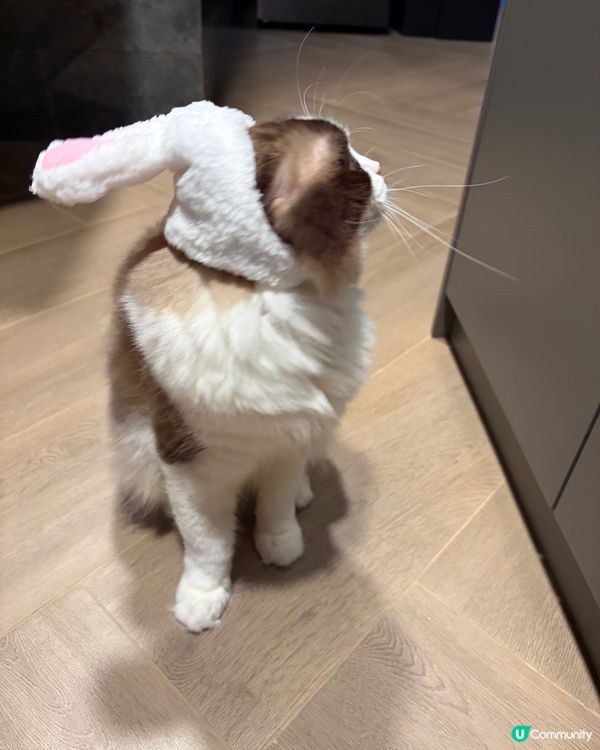 喵星人中秋拒絕營業！🐱🌕🐰🚫