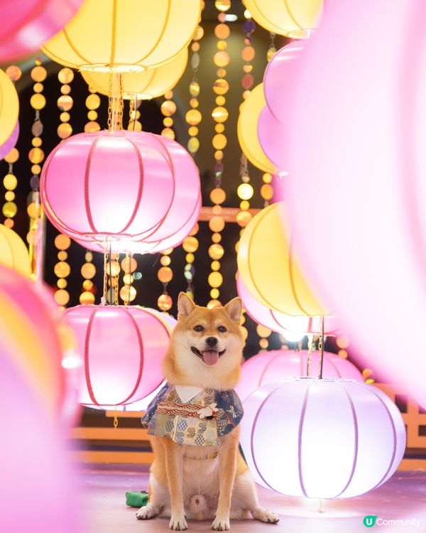 黃金海岸中秋燈飾