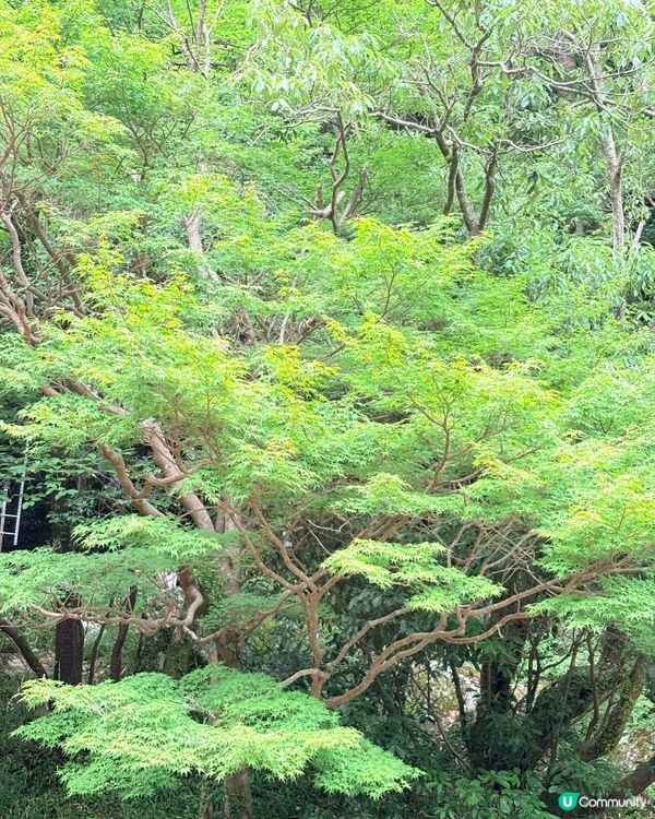 和歌山奇絕峽：關西私藏秘境，瀧見橋與赤城瀑布