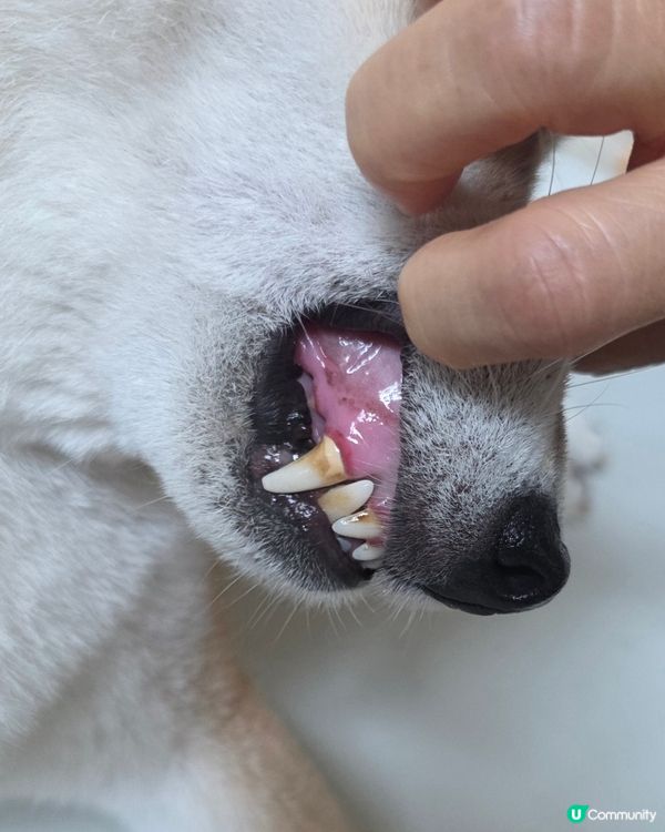 最近試咗 Adore Pet 寵物口腔護理Gel (三文魚味...