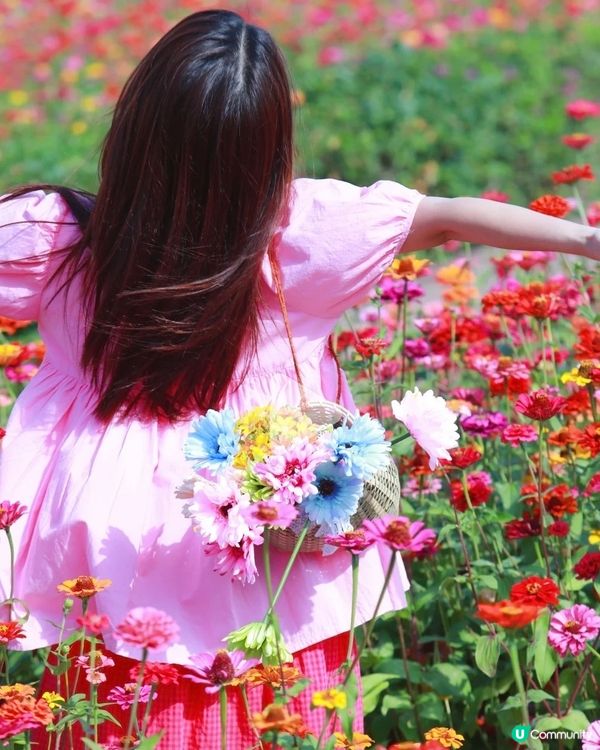 我愛花花之🌼深圳必去！絕美百日菊花海💐