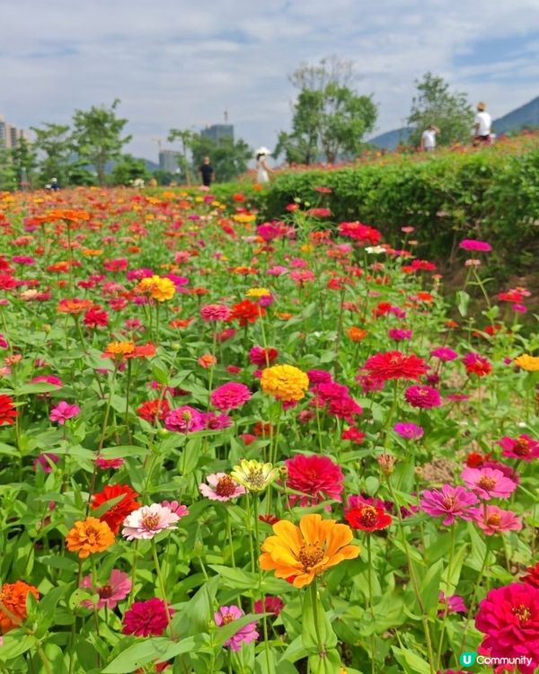 我愛花花之🌼深圳必去！絕美百日菊花海💐