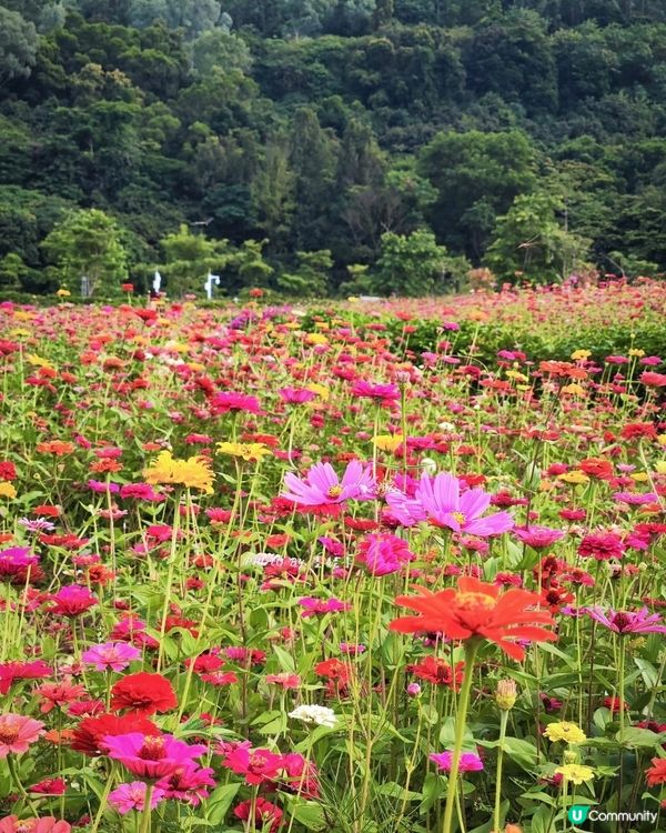 我愛花花之🌼深圳必去！絕美百日菊花海💐