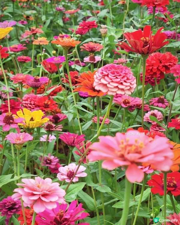 我愛花花之🌼深圳必去！絕美百日菊花海💐