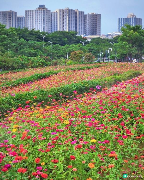 我愛花花之🌼深圳必去！絕美百日菊花海💐