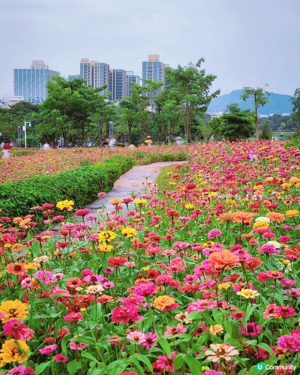 我愛花花之🌼深圳必去！絕美百日菊花海💐