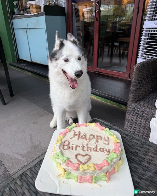 狗狗蛋糕❤️