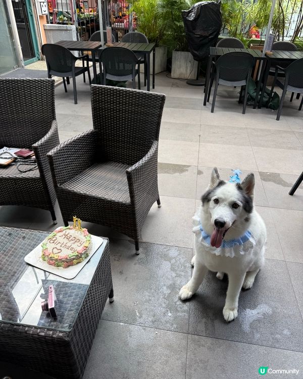 狗狗蛋糕❤️