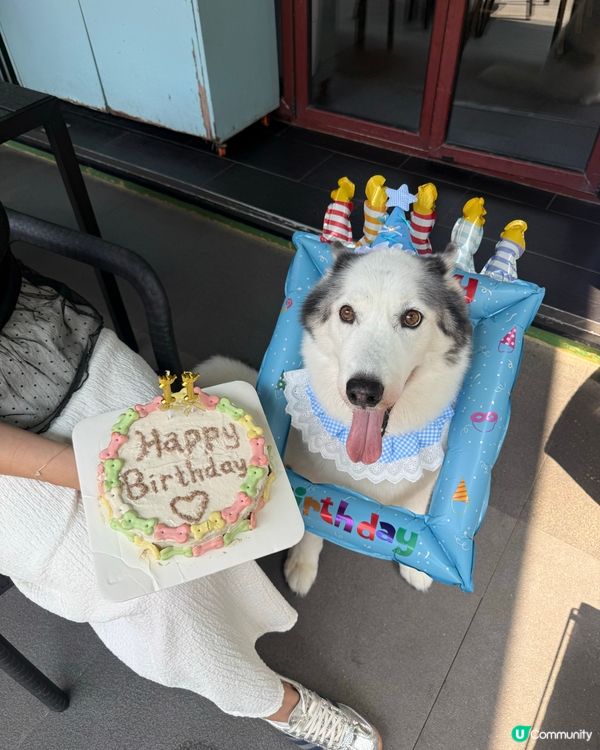 狗狗蛋糕❤️