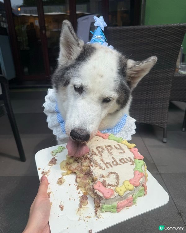 狗狗蛋糕❤️