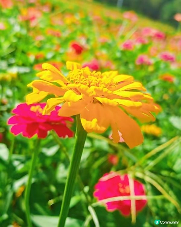 我愛花花之🌼深圳必去！絕美百日菊花海💐