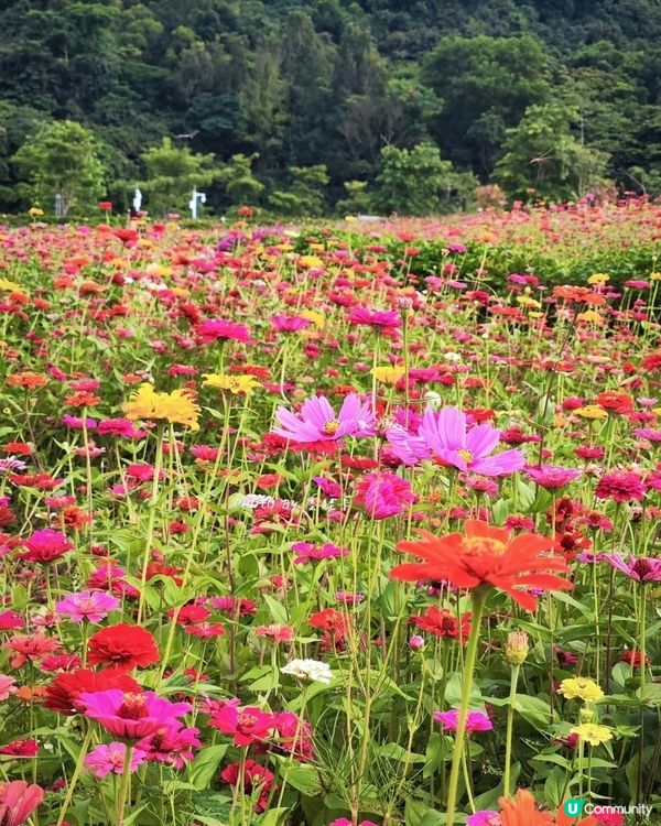 我愛花花之🌼深圳必去！絕美百日菊花海💐