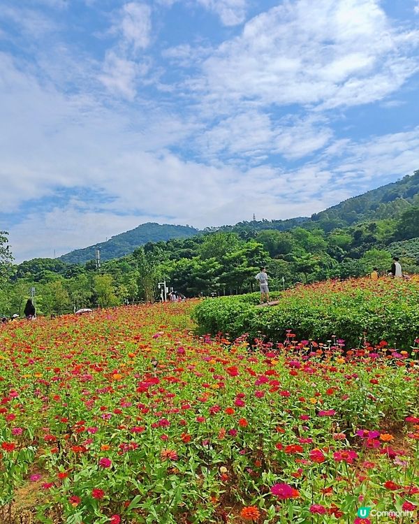 我愛花花之🌼深圳必去！絕美百日菊花海💐