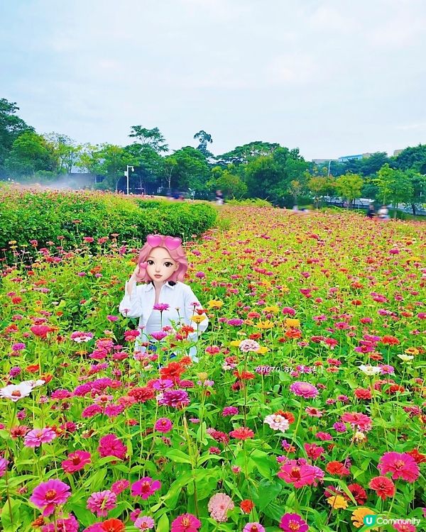 我愛花花之🌼深圳必去！絕美百日菊花海💐