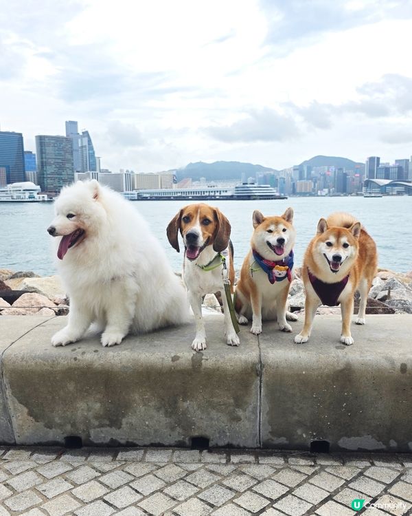 ❤️朋友仔見見面 🐕有草地、有波波, 簡單的快樂❤️