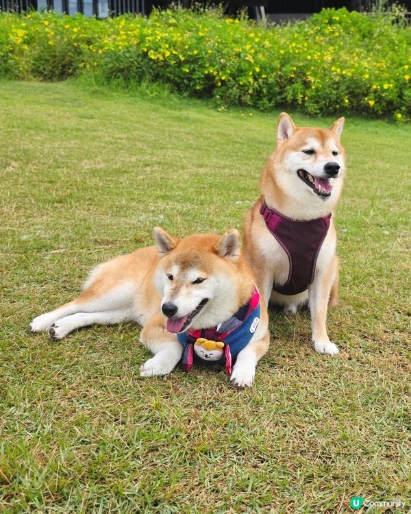 ❤️朋友仔見見面 🐕有草地、有波波, 簡單的快樂❤️