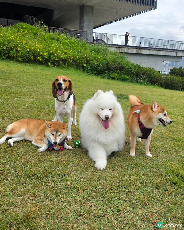 ❤️朋友仔見見面 🐕有草地、有波波, 簡單的快樂❤️