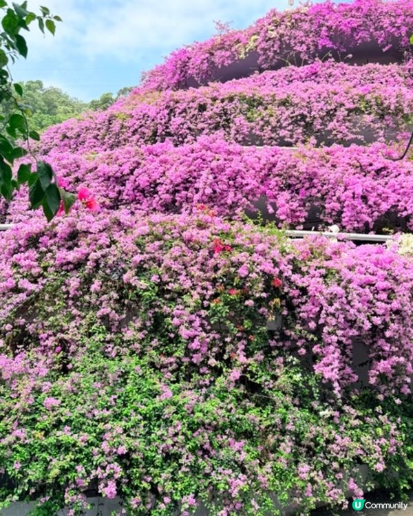 🌸我愛花花之一年一度深圳停車場花海🌸