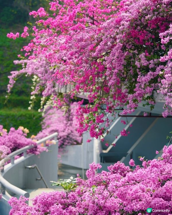 🌸我愛花花之一年一度深圳停車場花海🌸
