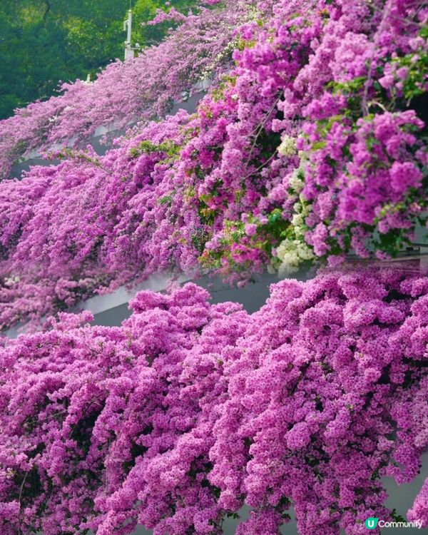🌸我愛花花之一年一度深圳停車場花海🌸