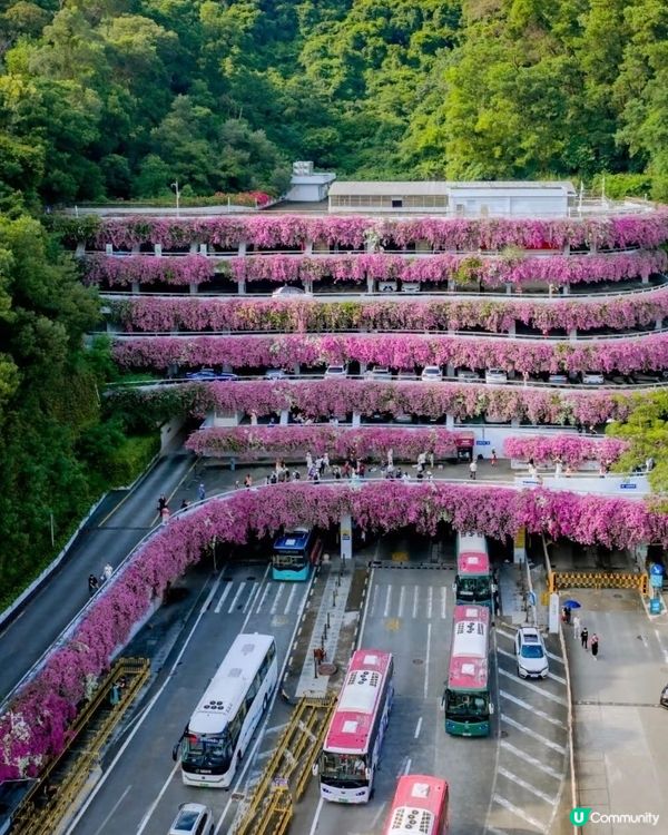 🌸我愛花花之一年一度深圳停車場花海🌸