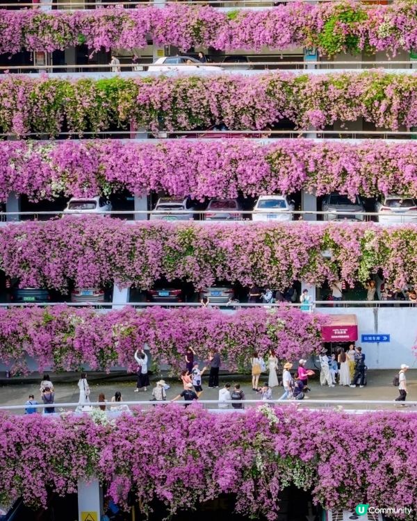 🌸我愛花花之一年一度深圳停車場花海🌸