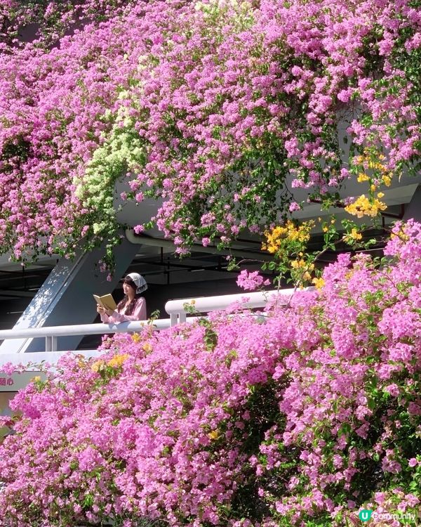 🌸我愛花花之一年一度深圳停車場花海🌸