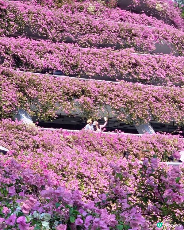 🌸我愛花花之一年一度深圳停車場花海🌸