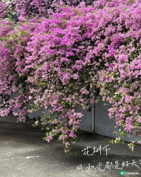 🌸我愛花花之一年一度深圳停車場花海🌸