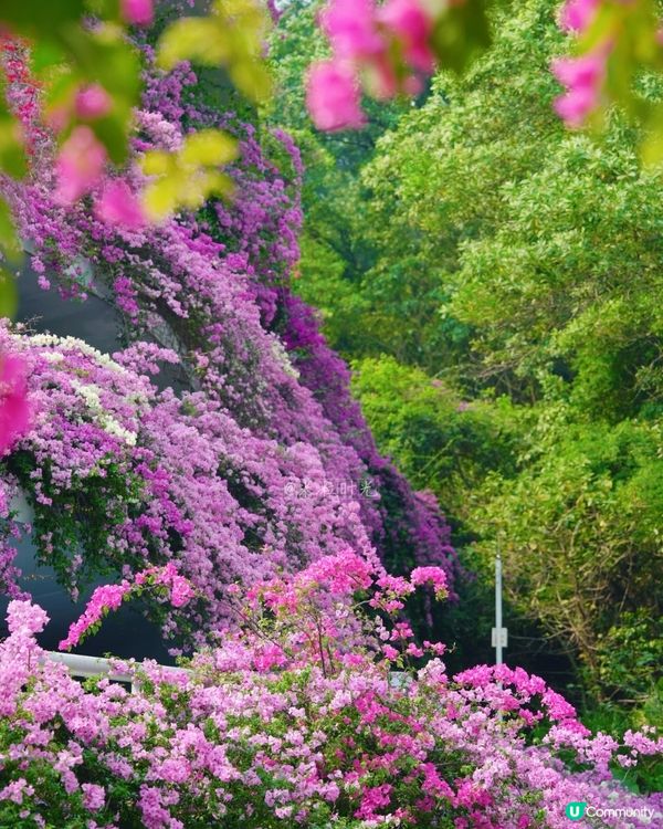 🌸我愛花花之一年一度深圳停車場花海🌸
