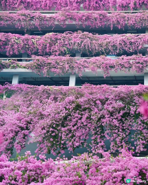 🌸我愛花花之一年一度深圳停車場花海🌸