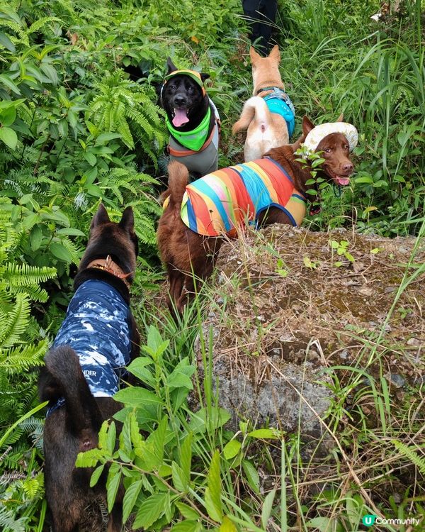 全男班狗狗行山記 🐾