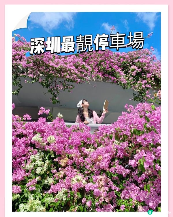 🌸我愛花花之一年一度深圳停車場花海🌸