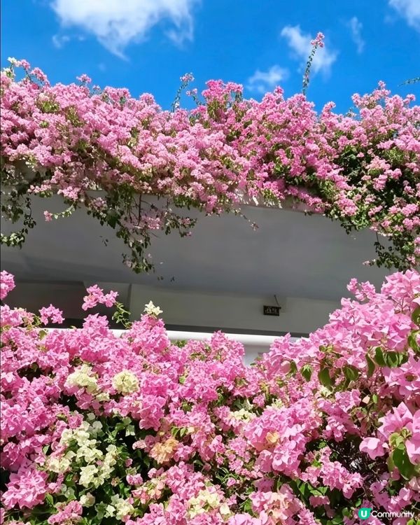 🌸我愛花花之一年一度深圳停車場花海🌸