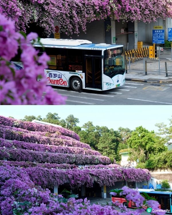🌸我愛花花之一年一度深圳停車場花海🌸