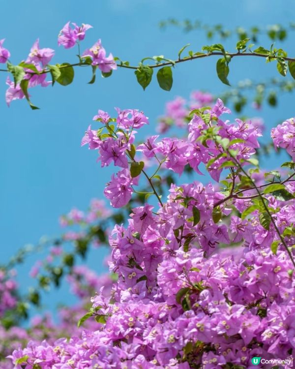 🌸我愛花花之一年一度深圳停車場花海🌸