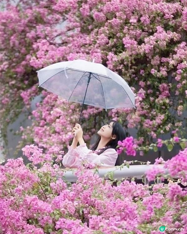 🌸我愛花花之一年一度深圳停車場花海🌸