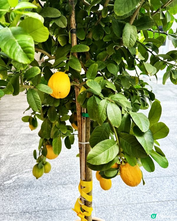深圳必買🍋檸檬蛋糕🍰