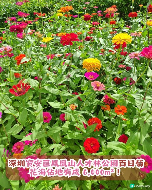深圳6000m²百日菊花海🌸免門票! 必打卡五彩梯田💐