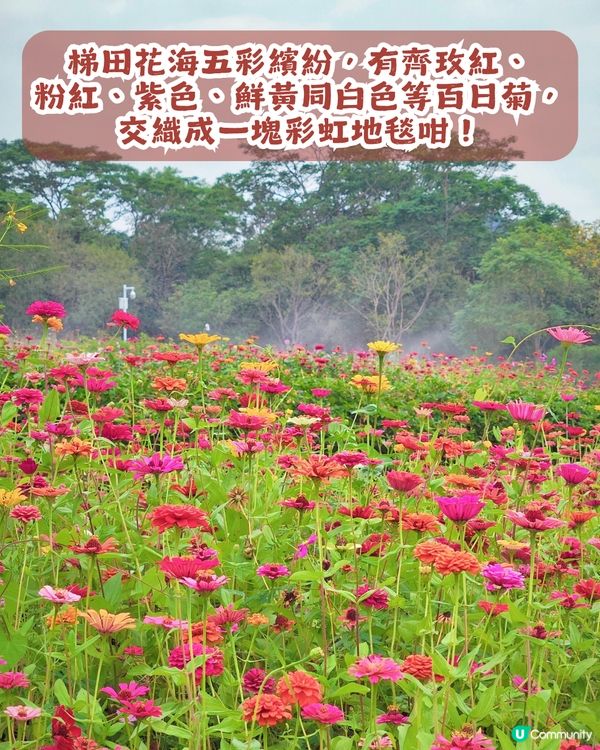 深圳6000m²百日菊花海🌸免門票! 必打卡五彩梯田💐