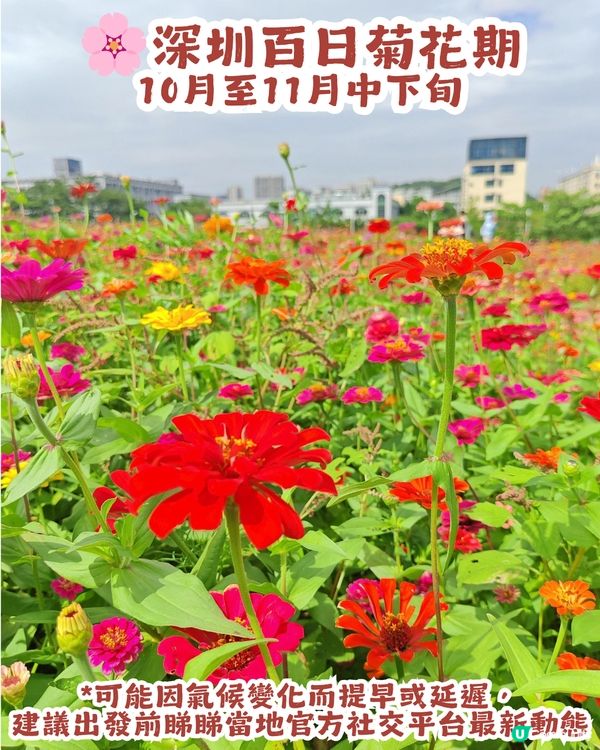 深圳6000m²百日菊花海🌸免門票! 必打卡五彩梯田💐