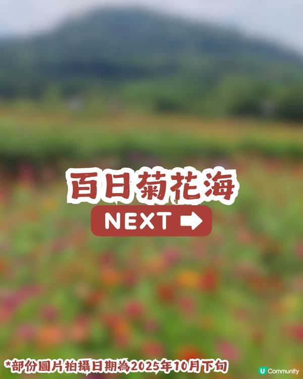 深圳6000m²百日菊花海🌸免門票! 必打卡五彩梯田💐