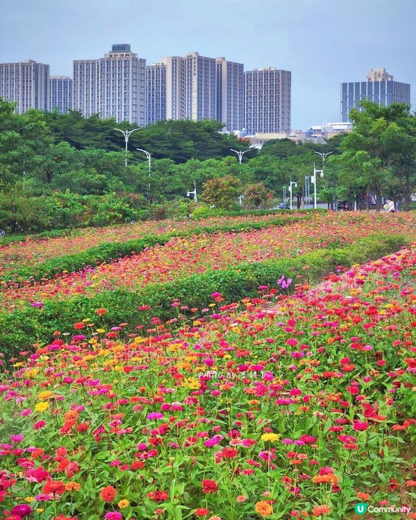 深圳6000m²百日菊花海🌸免門票! 必打卡五彩梯田💐
