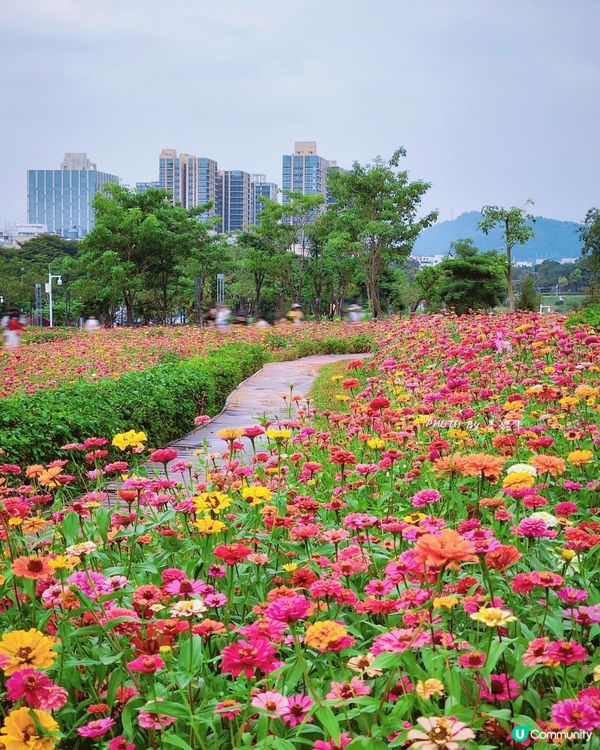 深圳6000m²百日菊花海🌸免門票! 必打卡五彩梯田💐