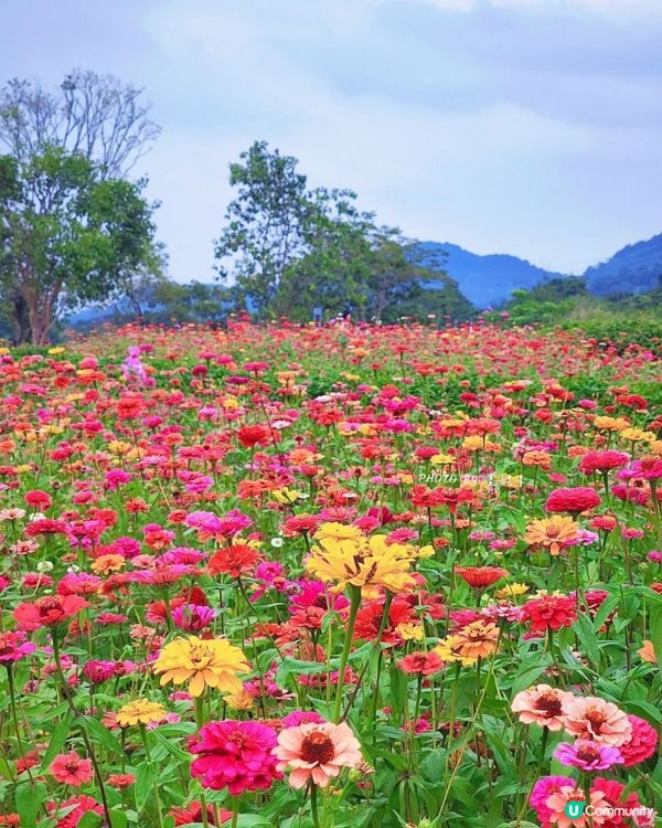 深圳6000m²百日菊花海🌸免門票! 必打卡五彩梯田💐