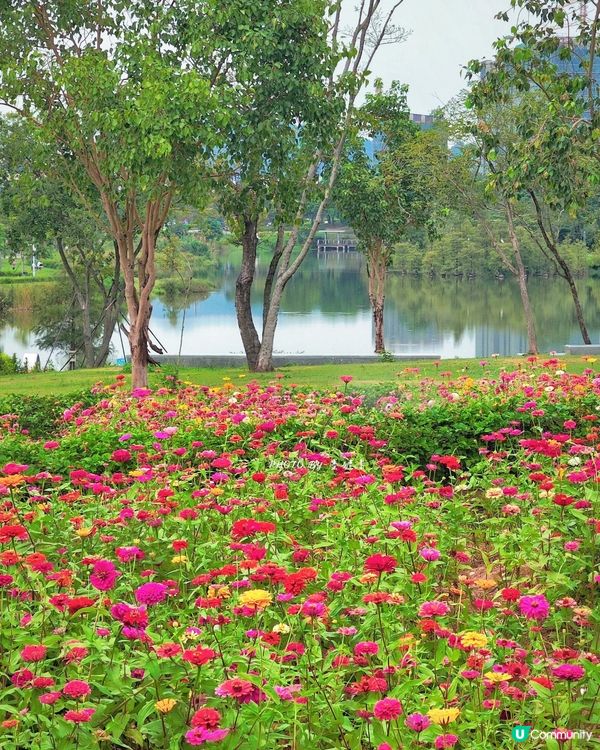 深圳6000m²百日菊花海🌸免門票! 必打卡五彩梯田💐