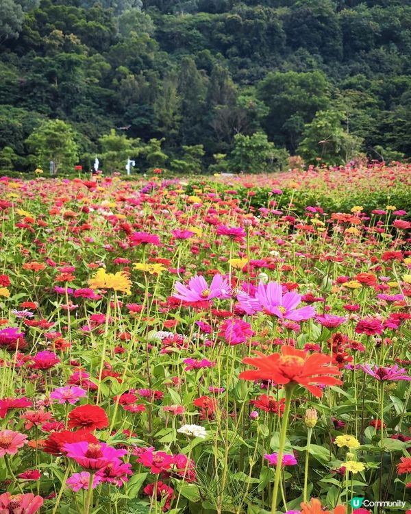 深圳6000m²百日菊花海🌸免門票! 必打卡五彩梯田💐