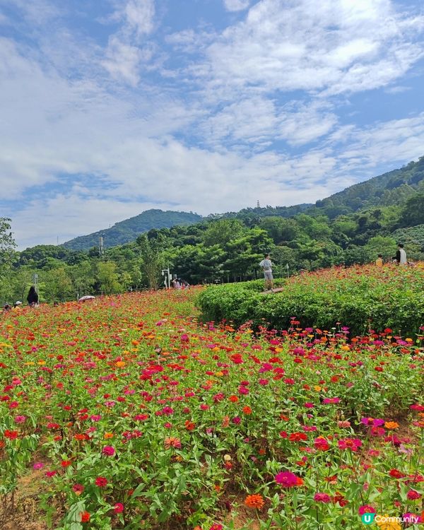 深圳6000m²百日菊花海🌸免門票! 必打卡五彩梯田💐
